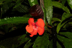 Nautilocalyx erytranthus