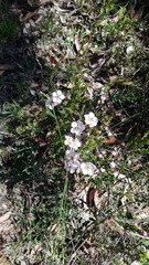 Leptospermum rotundifolium