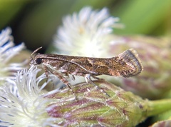 Aristotelia roseosuffusella