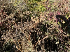 Angelica triquinata
