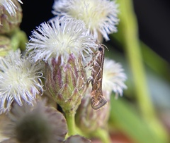 Aristotelia roseosuffusella