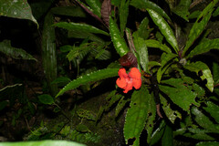 Nautilocalyx erytranthus