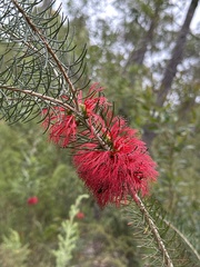 Melaleuca quadrifida