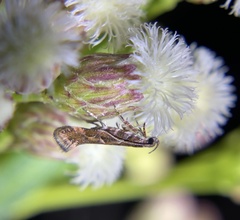 Aristotelia roseosuffusella