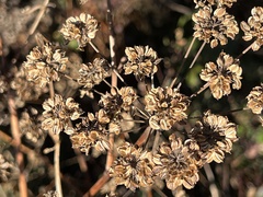 Angelica triquinata