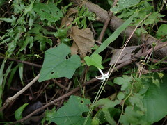 Rytidostylis gracilis