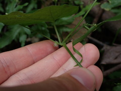 Rytidostylis gracilis