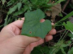 Rytidostylis gracilis