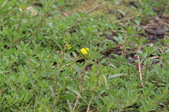 Ludwigia peploides montevidensis