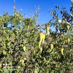 Funastrum pannosum