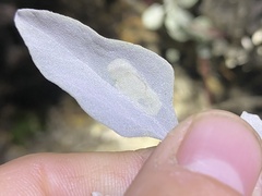 Calycomyza enceliae