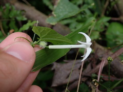 Rytidostylis gracilis