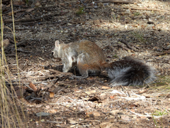 Sciurus arizonensis