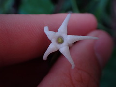 Rytidostylis gracilis