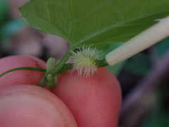 Rytidostylis gracilis