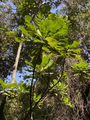 Anthocleista grandiflora
