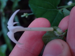 Rytidostylis gracilis