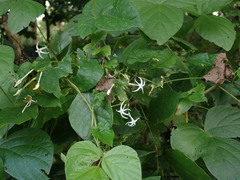 Rytidostylis gracilis