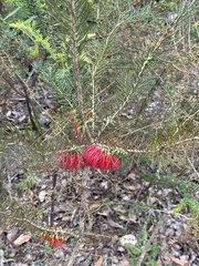 Melaleuca quadrifida