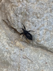 Rhynocoris transitus