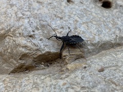 Rhynocoris transitus