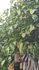 Polyscias guilfoylei