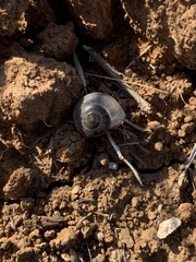 Monacha obstructa