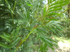 Stenoderus suturalis