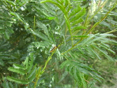 Stenoderus suturalis