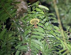 Marcgravia williamsii