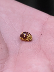 Paropsis maculata