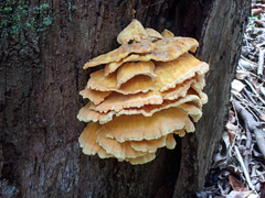 Laetiporus versisporus