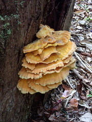 Laetiporus versisporus