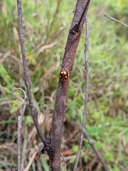 Paropsis maculata