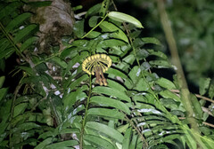 Marcgravia williamsii