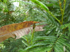 Stenoderus suturalis
