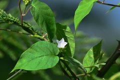 Jacquemontia paniculata