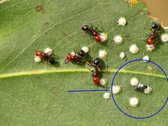 Ochetellus punctatissimus