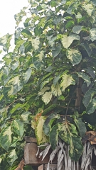 Polyscias guilfoylei