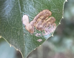 Stigmella braunella