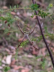 Argiope aetherea
