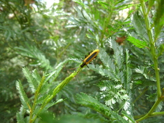 Stenoderus suturalis