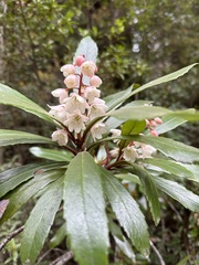 Anopterus glandulosus