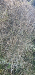 Melicytus flexuosus