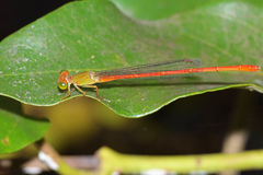 Ceriagrion aeruginosum