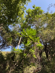 Anthocleista grandiflora