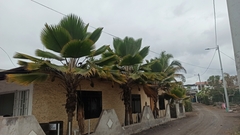 Pritchardia lanigera