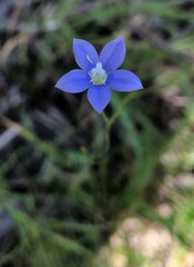 Wahlenbergia multicaulis