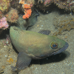 Epinephelus ongus
