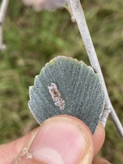 Coptodisca cercocarpella